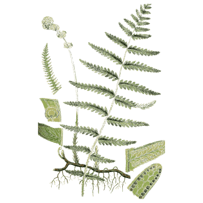 Fern frond on a creeping root - English Botany, or Coloured Figures of British Plants, Volume 12 - 1863