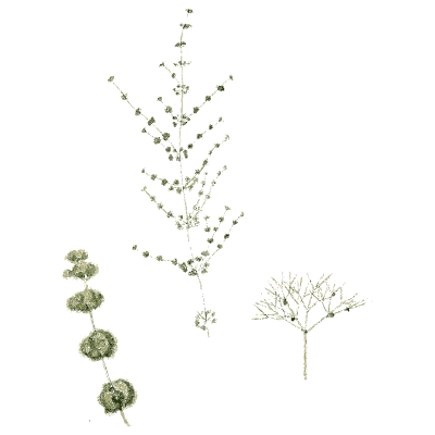 Whorled stonewort with fruit - English Botany, or Coloured Figures of British Plants, Volume 12 - 1863