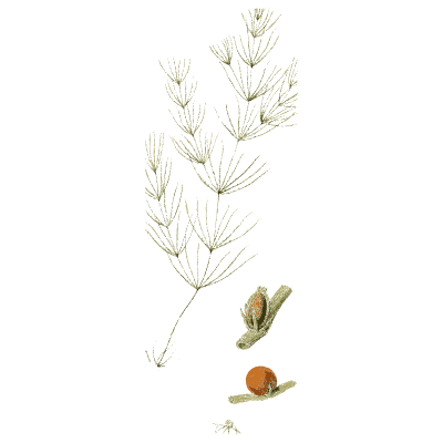 Pale branching stonewort - English Botany, or Coloured Figures of British Plants, Volume 12 - 1863
