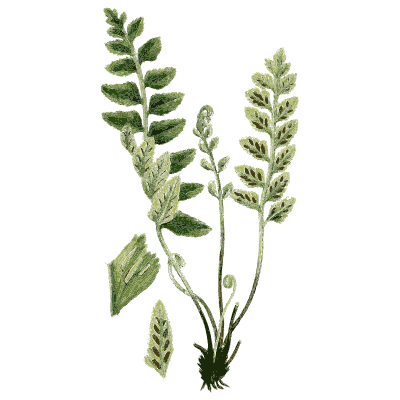 Two fern fronds with rounded pinnae - English Botany, or Coloured Figures of British Plants, Volume 12 - 1863