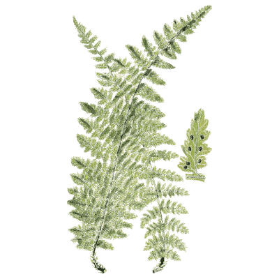 Broad lacy fern frond - English Botany, or Coloured Figures of British Plants, Volume 12 - 1863