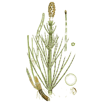 Horsetail with green fertile cone - English Botany, or Coloured Figures of British Plants, Volume 12 - 1863
