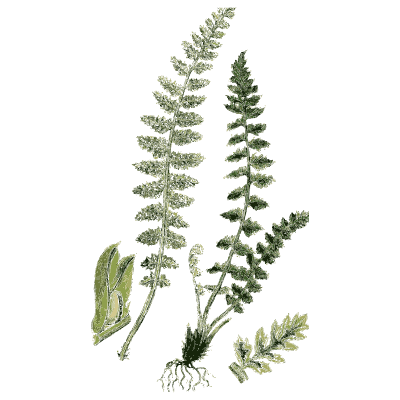 Two fern fronds from a tuft - English Botany, or Coloured Figures of British Plants, Volume 12 - 1863