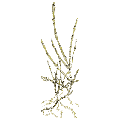 Pale branching horsetail - English Botany, or Coloured Figures of British Plants, Volume 12 - 1863