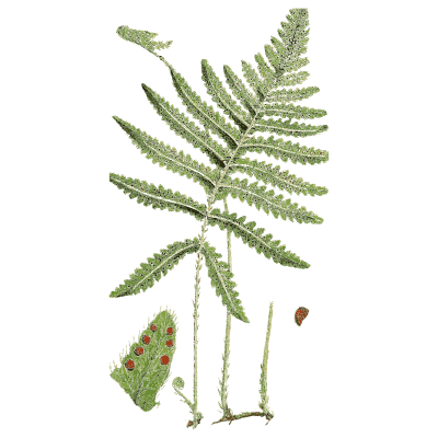 Fern frond with blunt pinnae - English Botany, or Coloured Figures of British Plants, Volume 12 - 1863