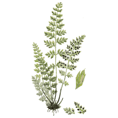 Finely divided fern fronds - English Botany, or Coloured Figures of British Plants, Volume 12 - 1863