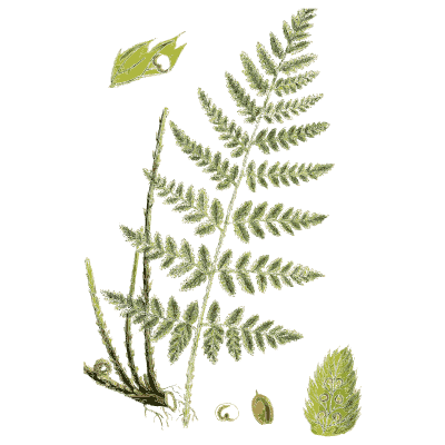 Tall divided fern frond - English Botany, or Coloured Figures of British Plants, Volume 12 - 1863