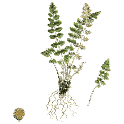 Small tufted fern - English Botany, or Coloured Figures of British Plants, Volume 12 - 1863