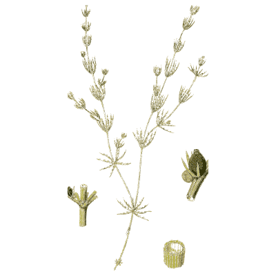 Whorled stonewort with beaded fruit - English Botany, or Coloured Figures of British Plants, Volume 12 - 1863