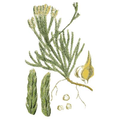 Branching clubmoss with spore cases - English Botany, or Coloured Figures of British Plants, Volume 12 - 1863