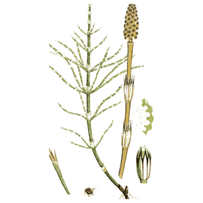 Horsetail with long fertile cone - English Botany, or Coloured Figures of British Plants, Volume 12 - 1863