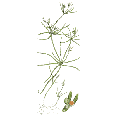 Slender whorled stonewort - English Botany, or Coloured Figures of British Plants, Volume 12 - 1863