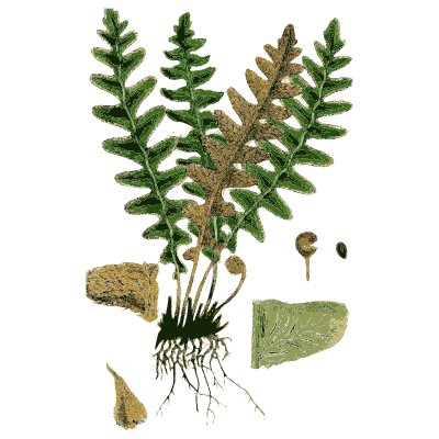 Green and brown fern fronds - English Botany, or Coloured Figures of British Plants, Volume 12 - 1863