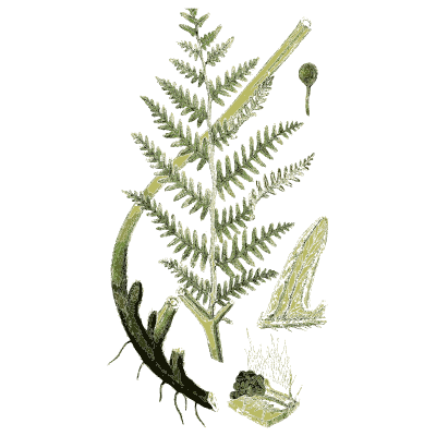 Divided fern frond on a curving stalk - English Botany, or Coloured Figures of British Plants, Volume 12 - 1863