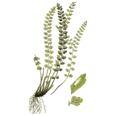 Spleenwort fern - English Botany, or Coloured Figures of British Plants, Volume 12 - 1863