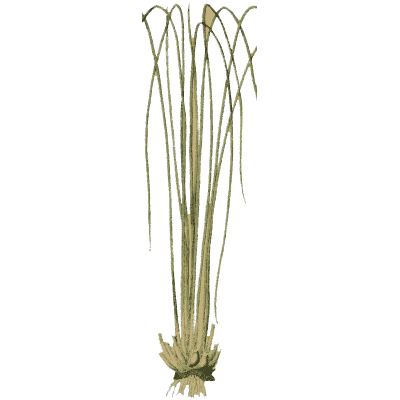 Tuft of arching thread-like leaves - English Botany, or Coloured Figures of British Plants, Volume 12 - 1863
