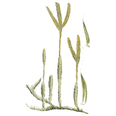 Pillwort with spore cases - English Botany, or Coloured Figures of British Plants, Volume 12 - 1863