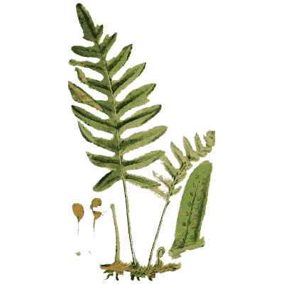 Fern frond on a creeping rhizome - English Botany, or Coloured Figures of British Plants, Volume 12 - 1863