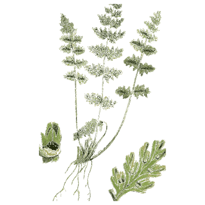 Divided fern frond with lobed leaf - English Botany, or Coloured Figures of British Plants, Volume 12 - 1863