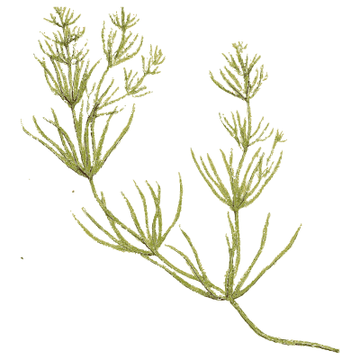 Coarse whorled stonewort - English Botany, or Coloured Figures of British Plants, Volume 12 - 1863