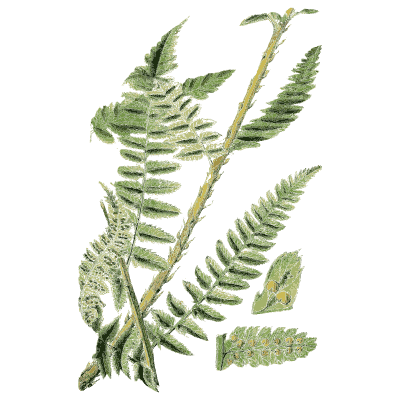 Large arching fern frond - English Botany, or Coloured Figures of British Plants, Volume 12 - 1863
