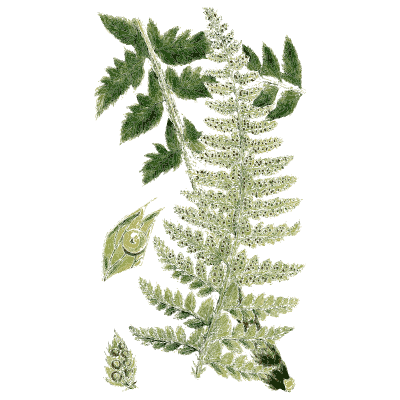Dark fern frond with toothed pinnae - English Botany, or Coloured Figures of British Plants, Volume 12 - 1863