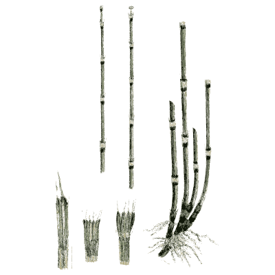 Dark jointed horsetail stems - English Botany, or Coloured Figures of British Plants, Volume 12 - 1863