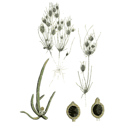 Stonewort with dark fruit bodies - English Botany, or Coloured Figures of British Plants, Volume 12 - 1863