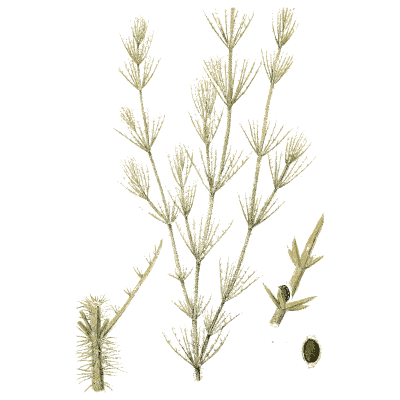 Pale feathery stonewort - English Botany, or Coloured Figures of British Plants, Volume 12 - 1863