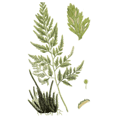 Fern tuft with lobed leaves - English Botany, or Coloured Figures of British Plants, Volume 12 - 1863