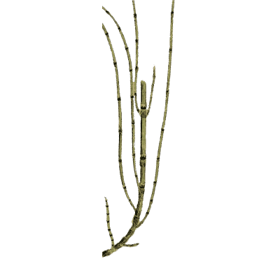Long curving horsetail stems - English Botany, or Coloured Figures of British Plants, Volume 12 - 1863