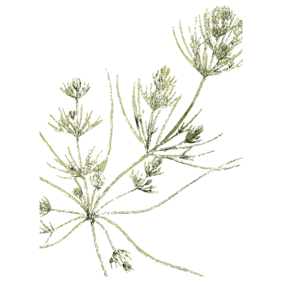 Pale whorled stonewort - English Botany, or Coloured Figures of British Plants, Volume 12 - 1863