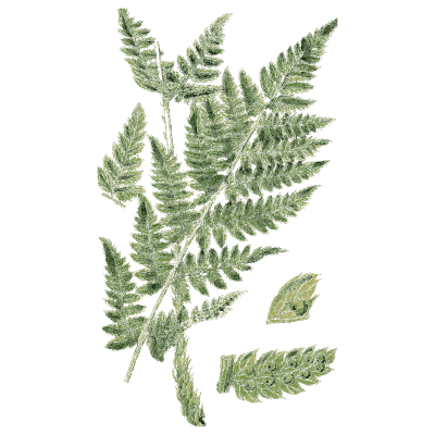 Fern frond with deeply cut pinnae - English Botany, or Coloured Figures of British Plants, Volume 12 - 1863