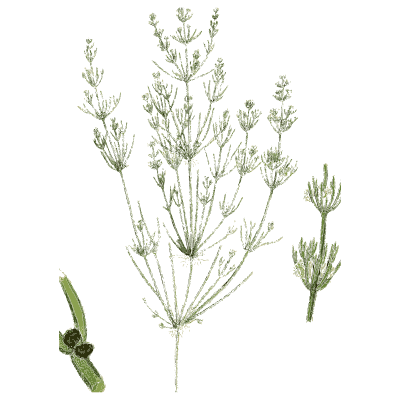 Branched stonewort - English Botany, or Coloured Figures of British Plants, Volume 12 - 1863
