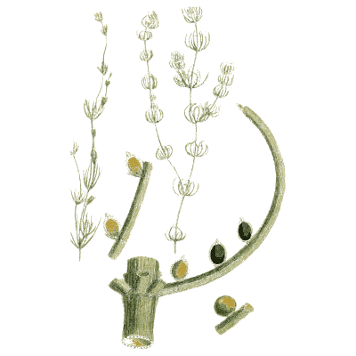Stonewort with oval fruit - English Botany, or Coloured Figures of British Plants, Volume 12 - 1863