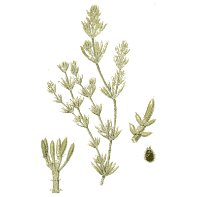 Stonewort with short whorled branches - English Botany, or Coloured Figures of British Plants, Volume 12 - 1863