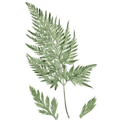 Broad dark fern frond - English Botany, or Coloured Figures of British Plants, Volume 12 - 1863