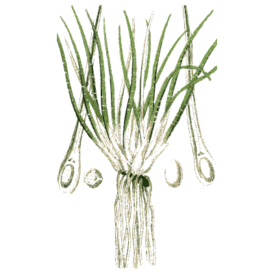 Quillwort tuft - English Botany, or Coloured Figures of British Plants, Volume 12 - 1863