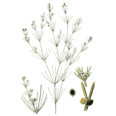 Fine whorled stonewort - English Botany, or Coloured Figures of British Plants, Volume 12 - 1863