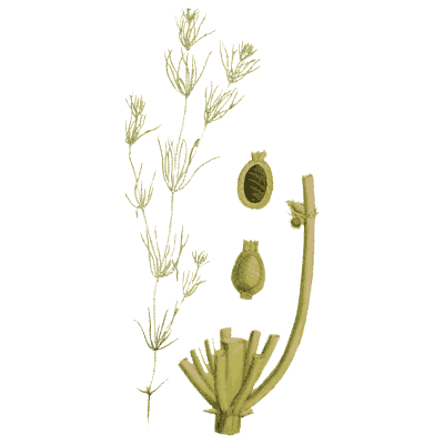 Long curved stonewort stem - English Botany, or Coloured Figures of British Plants, Volume 12 - 1863