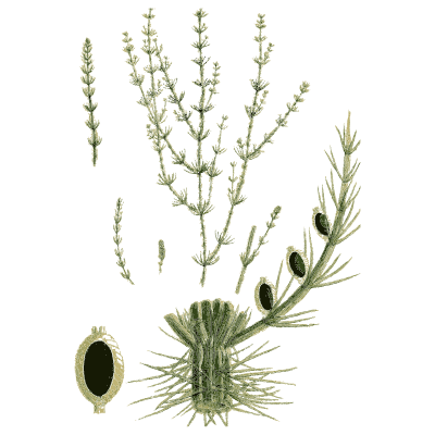 Stonewort with dark oval fruit - English Botany, or Coloured Figures of British Plants, Volume 12 - 1863