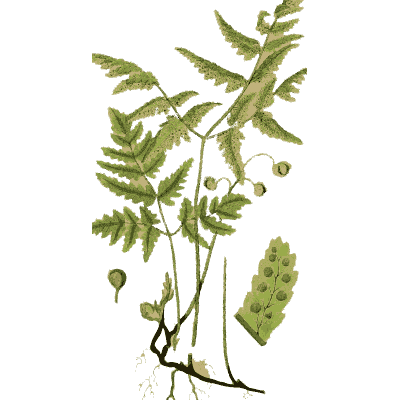 Divided fern frond on a dark rhizome - English Botany, or Coloured Figures of British Plants, Volume 12 - 1863