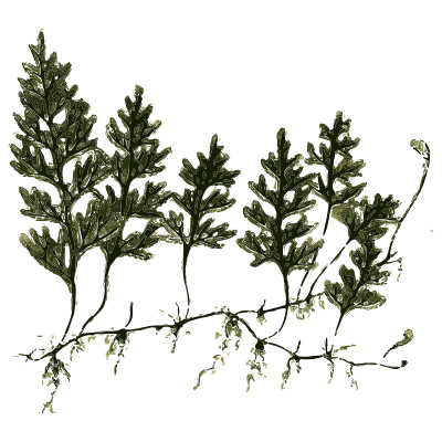 Small creeping clubmoss - English Botany, or Coloured Figures of British Plants, Volume 12 - 1863