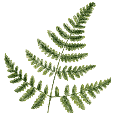 Long-stalked fern frond - English Botany, or Coloured Figures of British Plants, Volume 12 - 1863