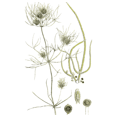 Bristly stonewort with fruit - English Botany, or Coloured Figures of British Plants, Volume 12 - 1863