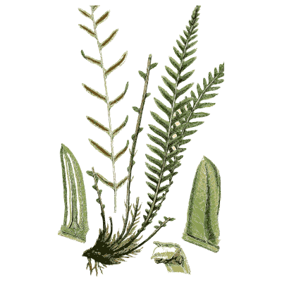 Hard fern with ladder-like fronds - English Botany, or Coloured Figures of British Plants, Volume 12 - 1863
