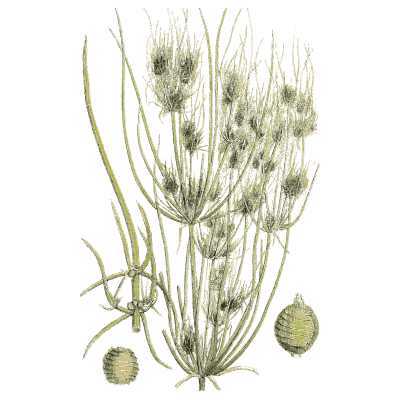 Dense bristly stonewort - English Botany, or Coloured Figures of British Plants, Volume 12 - 1863