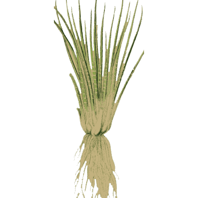 Quillwort tuft with fine roots - English Botany, or Coloured Figures of British Plants, Volume 12 - 1863