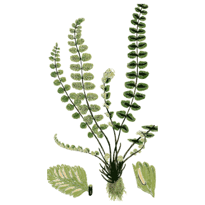 Spleenwort with bead-like pinnae - English Botany, or Coloured Figures of British Plants, Volume 12 - 1863
