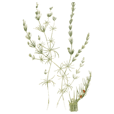 Slender branching stonewort - English Botany, or Coloured Figures of British Plants, Volume 12 - 1863